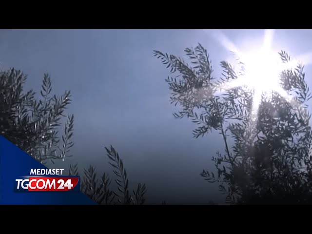 ⁣Meteo, arriva il picco di caldo: bollino rosso in diverse città