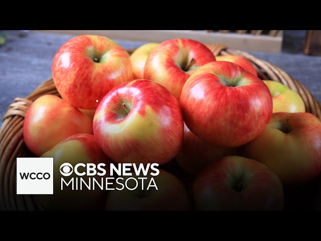 ⁣Most Minnesotans say they prefer Honeycrisp apples