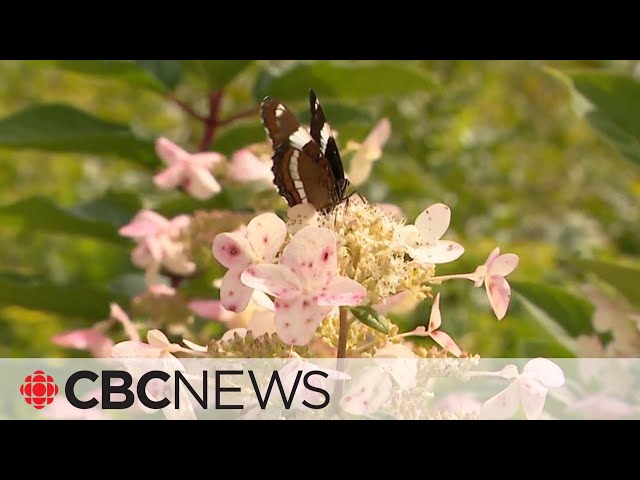 ⁣How far did your bouquet travel? Demand for local flowers is growing, florists say