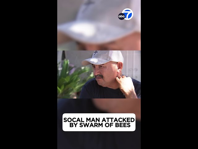 ⁣Swarm of bees sting Jurupa Valley man more than 200 times, kill 2 horses