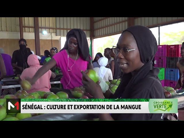 ⁣Sénégal : culture et exploitation de la mangue