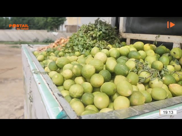 NUTRITION - Les vertus du Citron