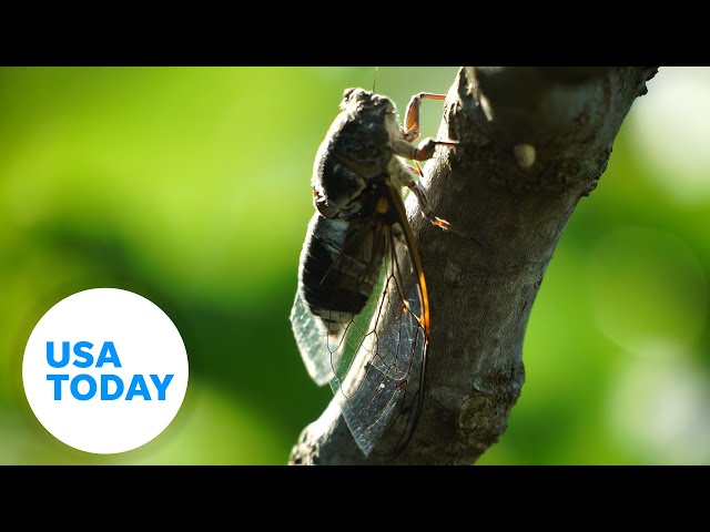 ⁣Watch: Cicada broods may be the cause of mysterious red bumps | USA TODAY