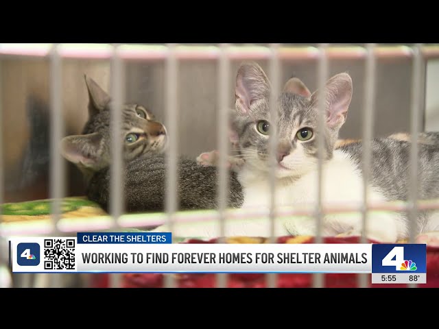 ⁣OC Animal Care allows foster families to adopt pets quickly