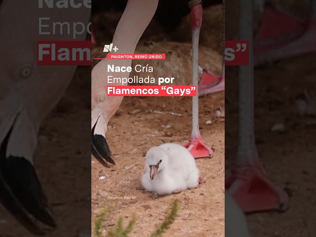 ⁣Nace cría empollada por flamencos del mismo sexo, en zoológico de Inglaterra - N+ #shorts