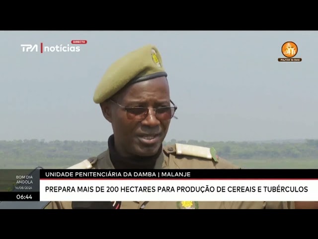 Unidade penitenciária da Damba/Malanje - Prepara mais de 200 hectares para produção de cereais...