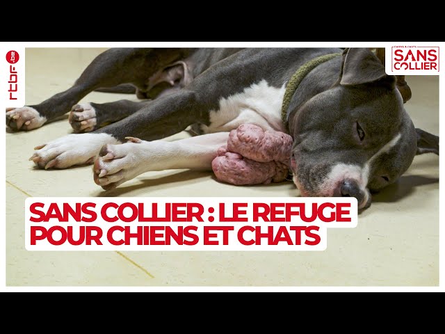 ⁣Un refuge pour chiens et chats sans collier S05E01