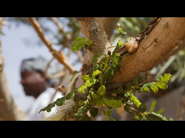 ⁣Live: Exploring Frankincense Museum in Oman – A witness to the ancient Silk Road