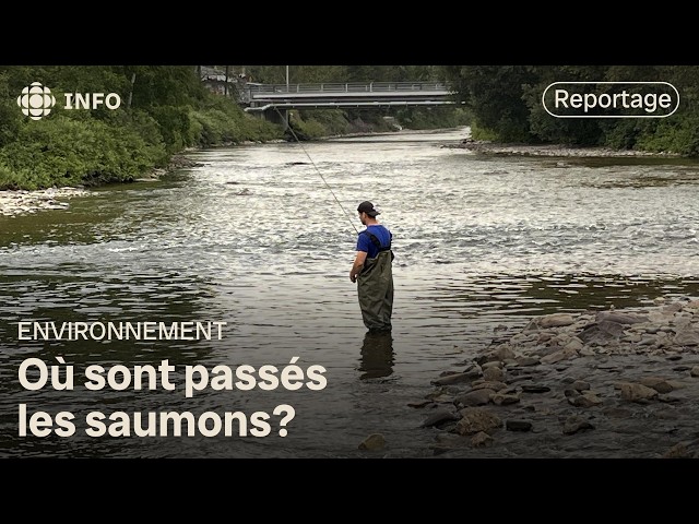 ⁣Les saumons se font rares dans nos rivières cet été