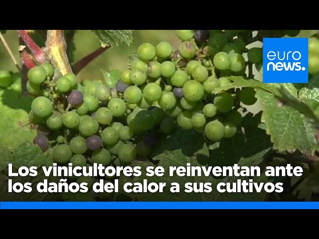 ⁣Los vinicultores belgas se reinventan ante los daños del calor y el cambio climático a sus c…