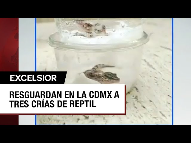 CDMX: Confiscan a jóvenes tres crías de reptil que eran transportados en el Metro