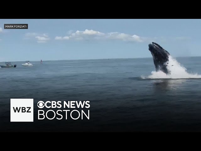 ⁣Whale puts on show for boaters near Deer Island in Boston Harbor