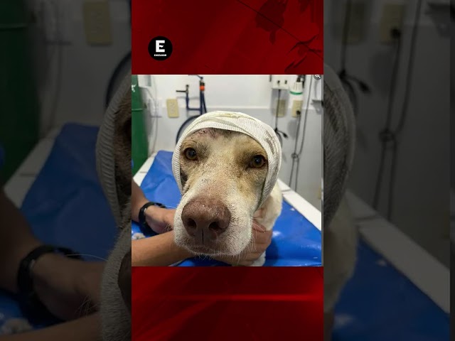 ⁣Perrito pierde una oreja tras ser atacado con un machete en Veracruz