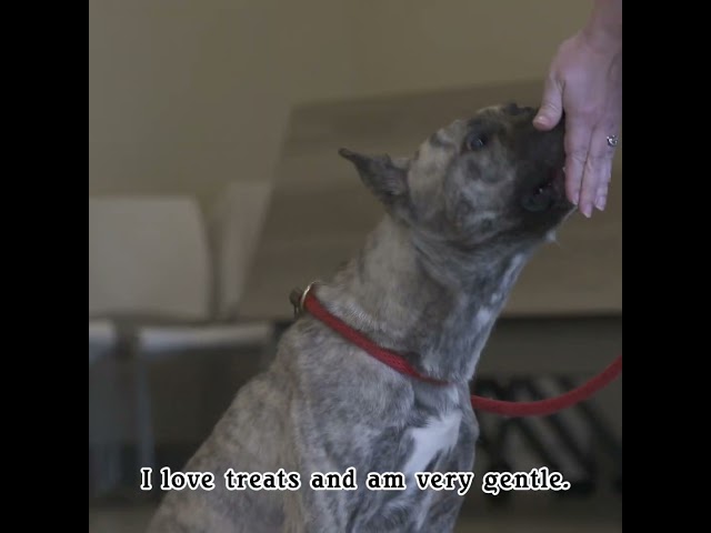 ⁣Write your own Dog Tale - adopt Sadie 