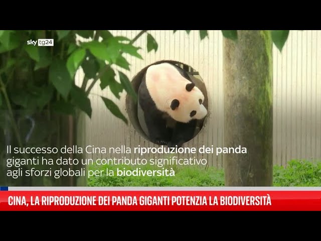 ⁣Cina, la riproduzione dei panda potenzia la biodiversità