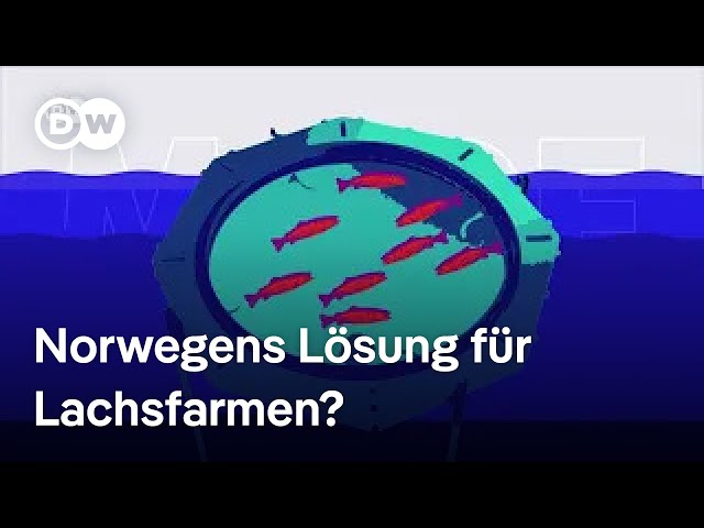 Innovative Lachszucht: nachhaltig und ohne Lachslaus | DW Nachrichten