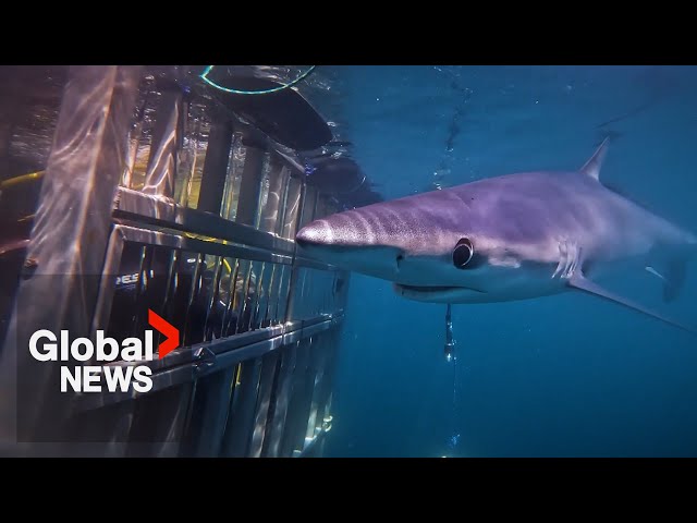 ⁣Nova Scotia company offers first-ever shark cage diving experience in Canada