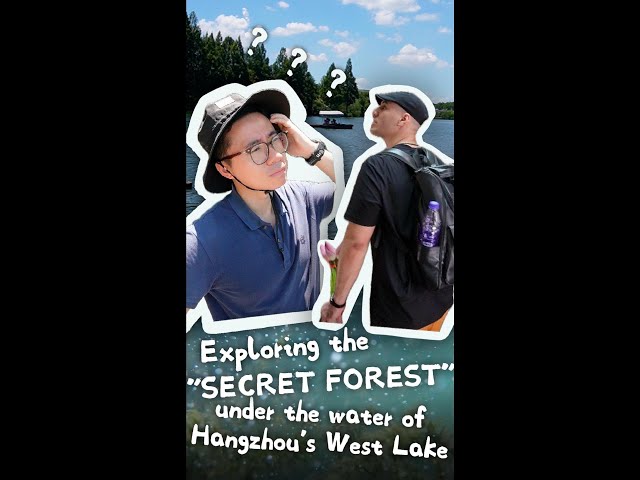 ⁣Ecology Day Vlog: Exploring the "secret forest" under the water of Hangzhou's West La