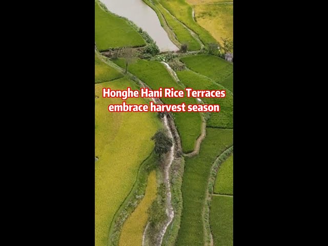 ⁣China's Honghe Hani Rice Terraces embrace harvest season