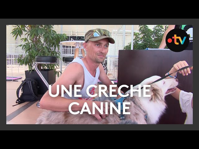 Une crèche canine pendant l'été à La Rochelle