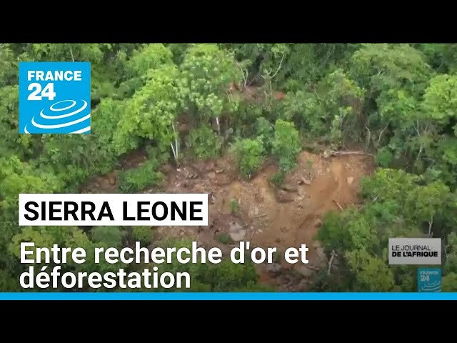 Sierra Leone : le combat des gardes-forestiers contre les orpailleurs clandestins • FRANCE 24