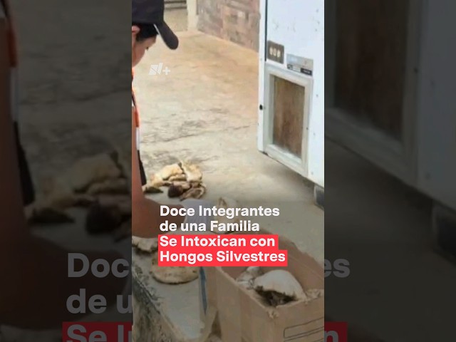 Doce integrantes de una familia se intoxican con hongos silvestres - N+ #Shorts