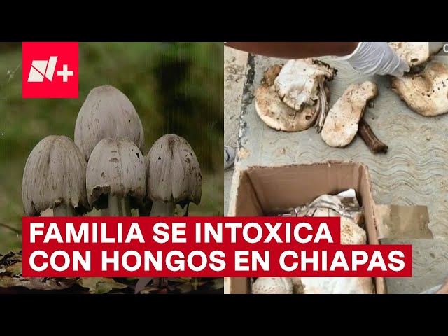 ⁣Doce integrantes de una familia se intoxican con hongos silvestres - N+