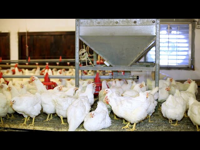 A caution to small poultry farmers