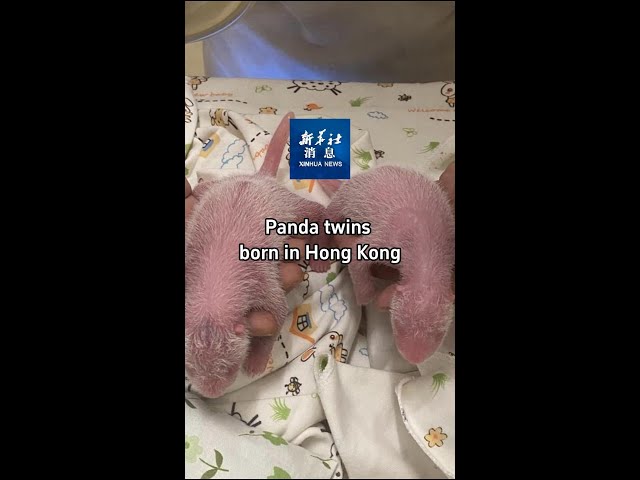 ⁣Xinhua News | Panda twins born in Hong Kong