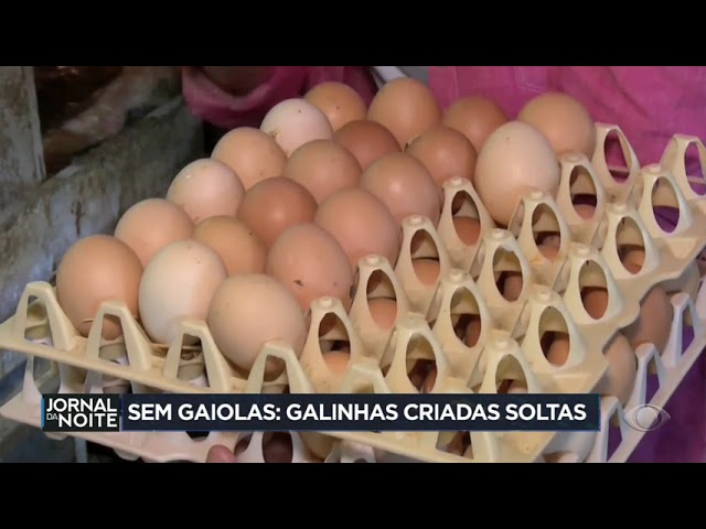 ⁣Produção de ovos livres de gaiolas ganha espaço no Brasil