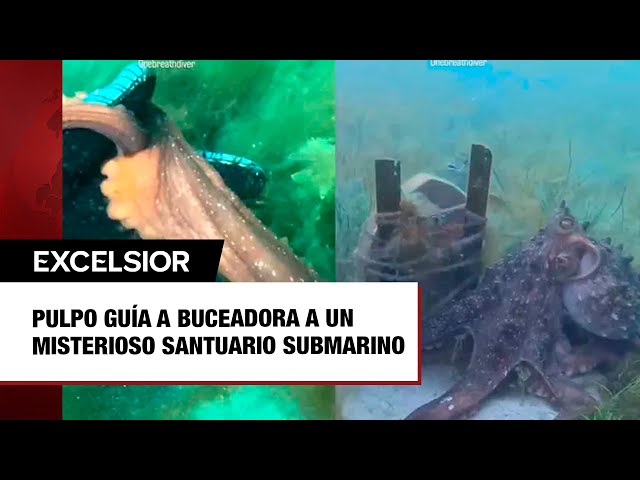 ⁣Pulpo sorprende al tomar a buceadora de la mano y llevarla a un lugar extraordinario