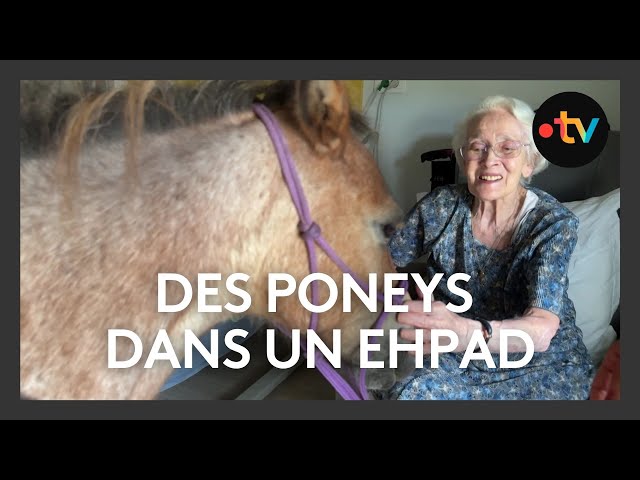 Des poneys dans un Ehpad