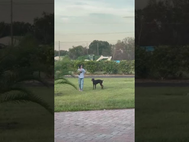 ⁣Kids Fun daughter, Emma Anwar she playing with the dogs #entertainment #love #tiktok #viralvideo