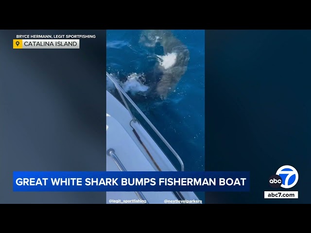 ⁣Great white shark rams into fishing boat off Catalina Island