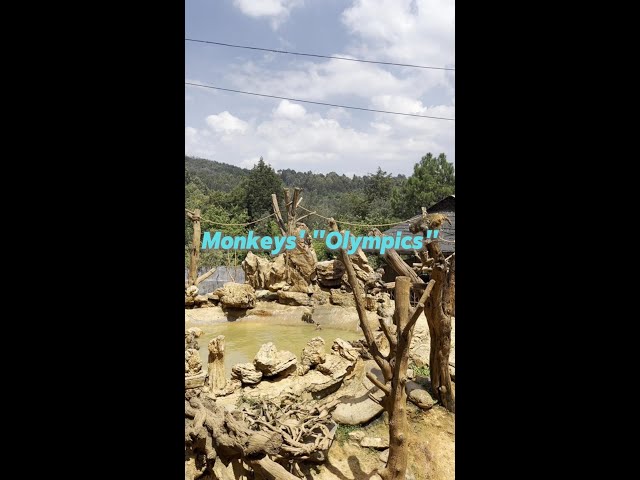 ⁣Macaques spend summertime diving into pool in Yunnan, China