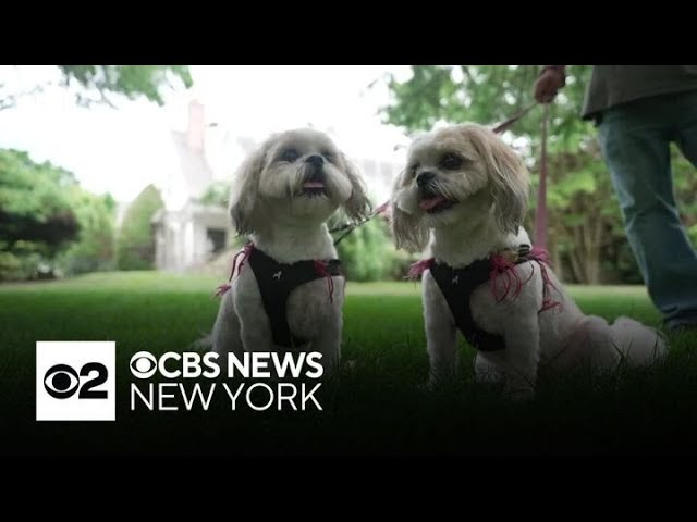 ⁣Long Island man spent $40,000 to clone his beloved dog