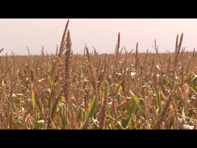 ⁣Hongrie : la sécheresse met en péril les plantations agricoles