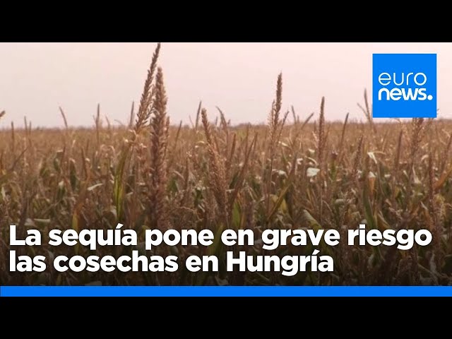 ⁣La sequía pone en grave riesgo las cosechas en Hungría