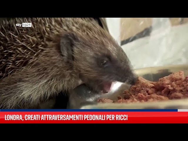 ⁣Londra, creati attraversamenti pedonali per ricci