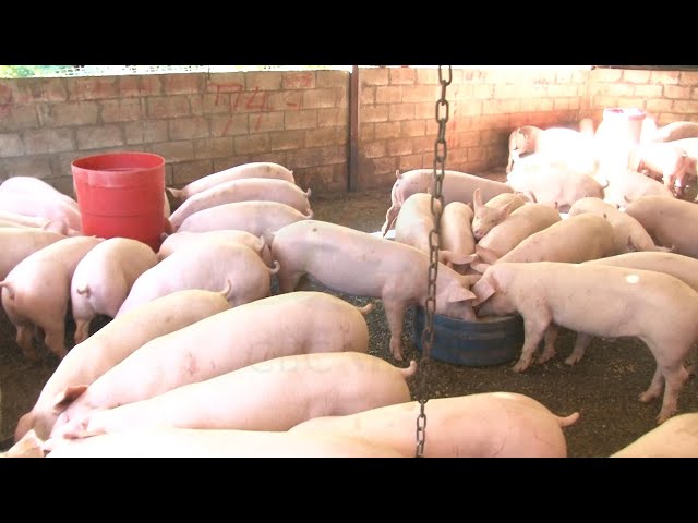 Pig farmers share concerns