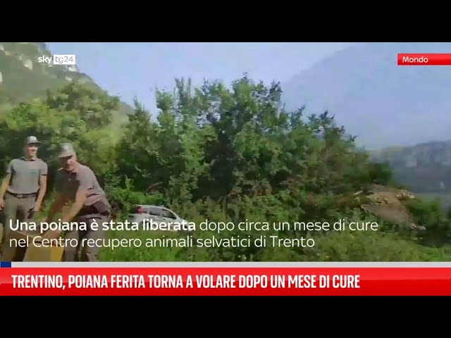 ⁣Trentino, poiana ferita torna a volare dopo un mese di cure