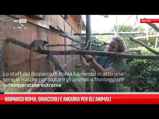 ⁣Bioparco Roma, ghiaccioli e anguria per gli animali