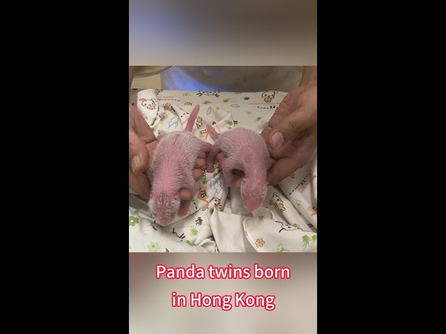 ⁣Panda twins born in Hong Kong