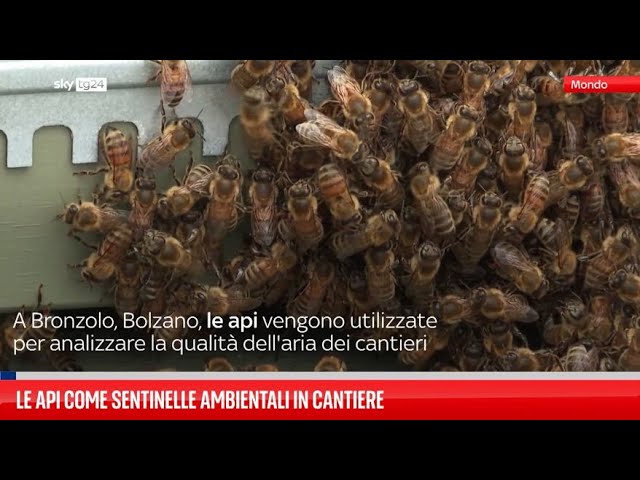 ⁣Le api come sentinelle ambientali in cantiere