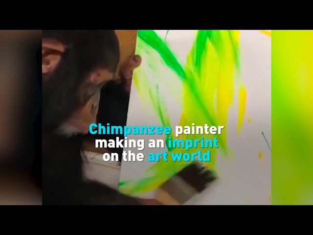 Chimpanzee painter making an imprint on the art world