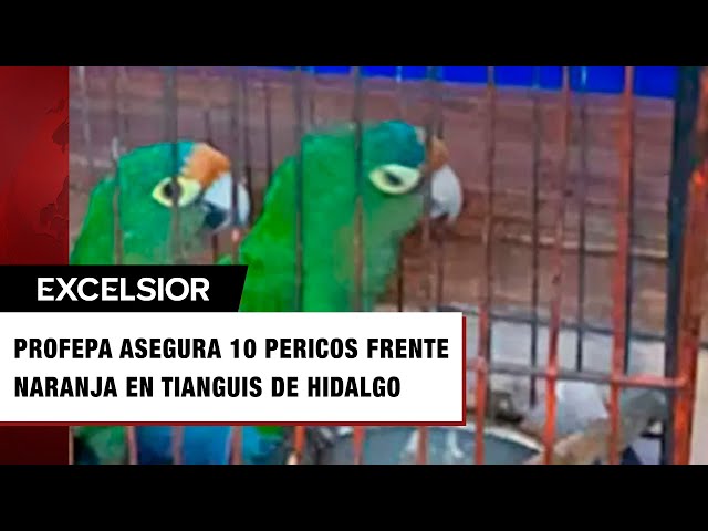 ⁣Aseguran 10 pericos frente naranja en tianguis de Hidalgo; estaban en pésimas condiciones