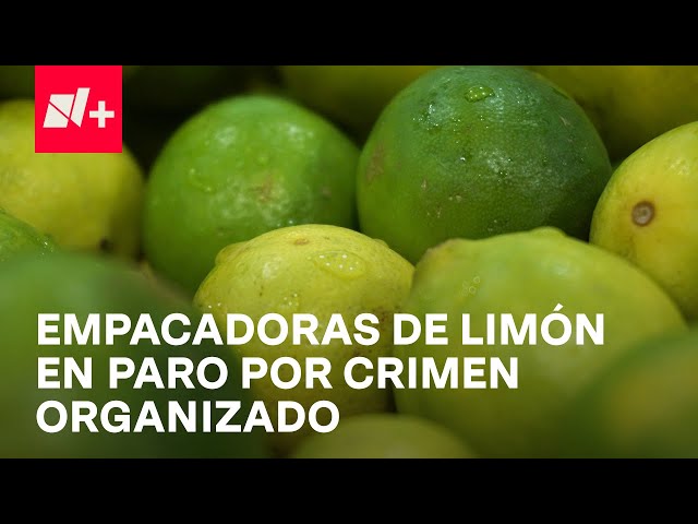 ⁣Consumidores y comerciantes sufren paro de limoneros en Michoacán - En Punto