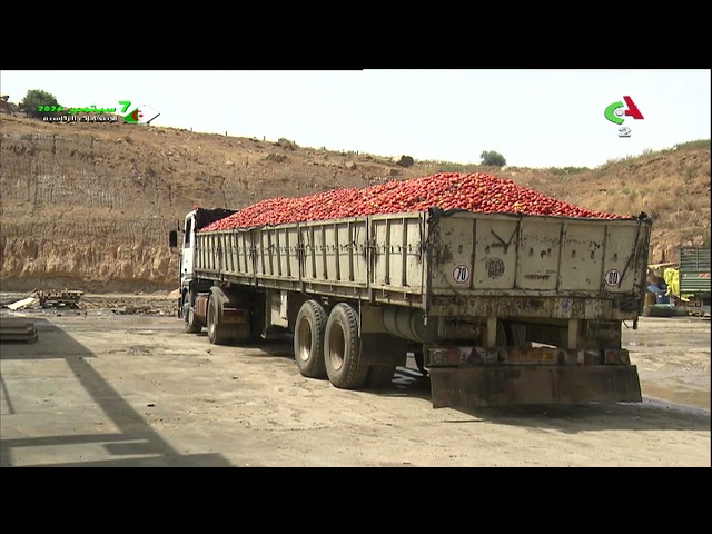 ⁣Skikda / Ain Cherchar: La filière de la tomate industrielle en plein essor