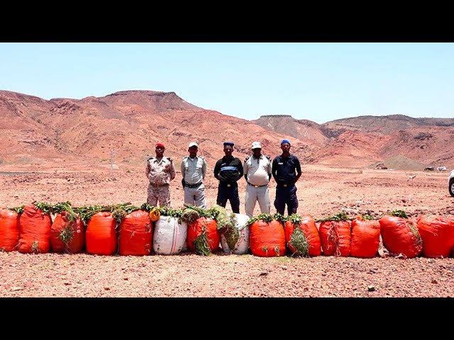 ⁣Saisie Importante de Khat par les Autorités d'Ali-Sabieh