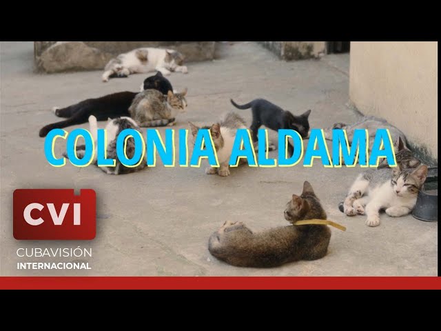 ⁣Colonia Aldama - Luces de Ciudad